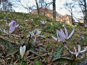 51 Dente di cane- Erithronium dens- canis al Rif Motne Zucco ai Foppi